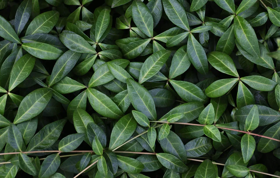 Detail of leaves