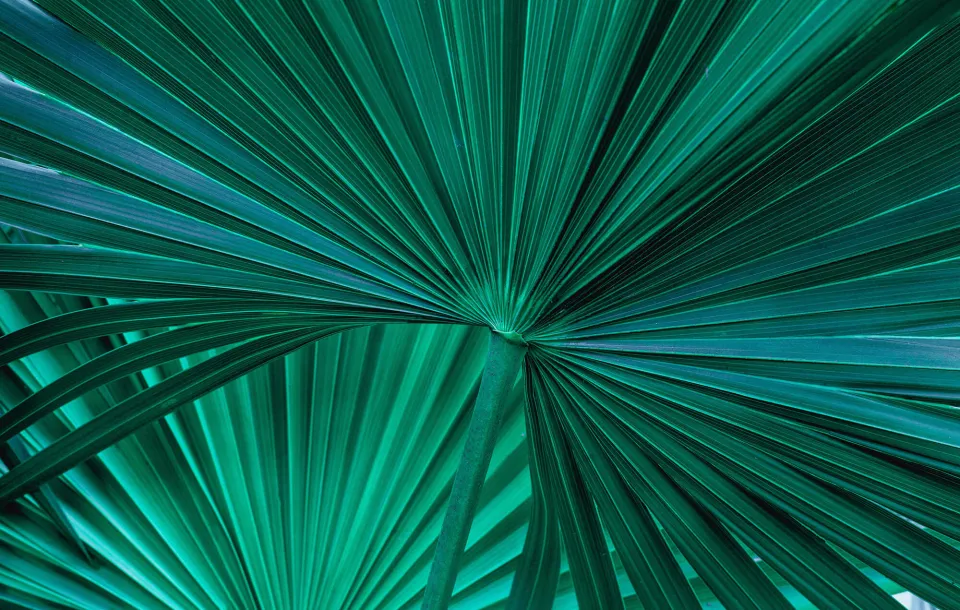 Palm leaf