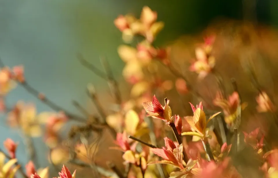 Nature-Detail-Bush