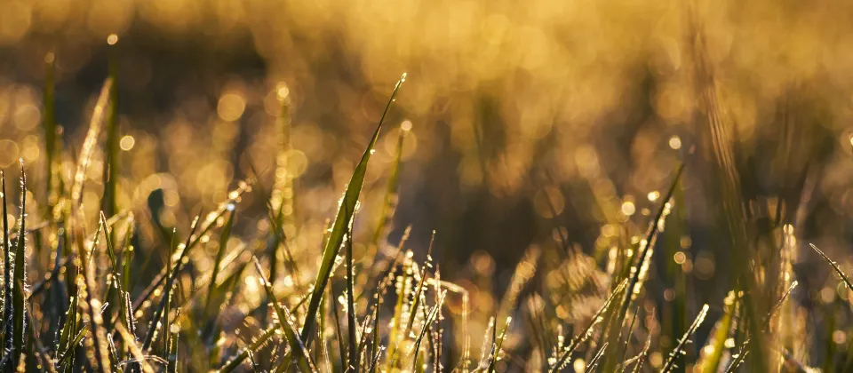 sun-dew-grass