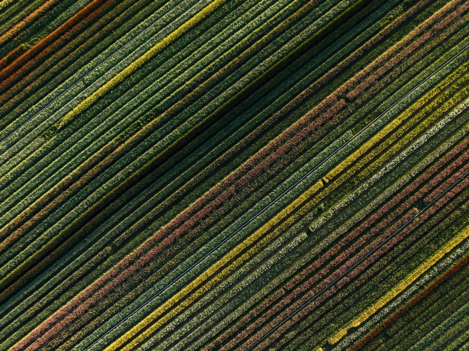 aerial-view-crops