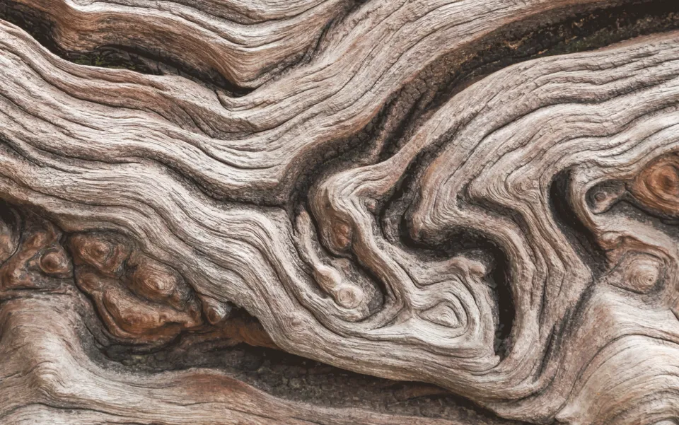 close-up-wood-tree
