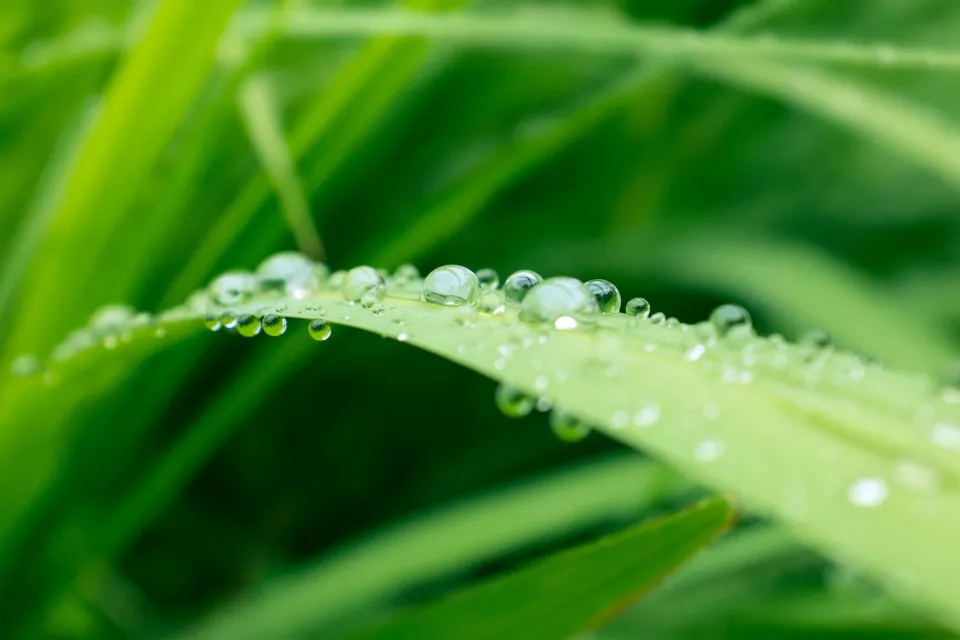 nature-detail-grass
