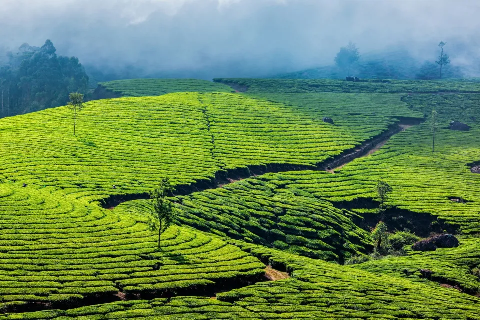 green-hilly-scene