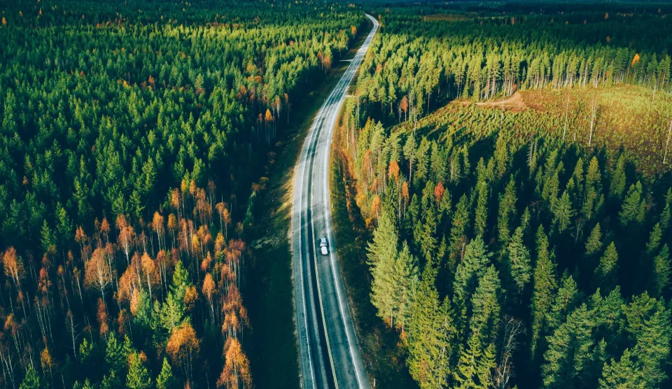 road-through-trees
