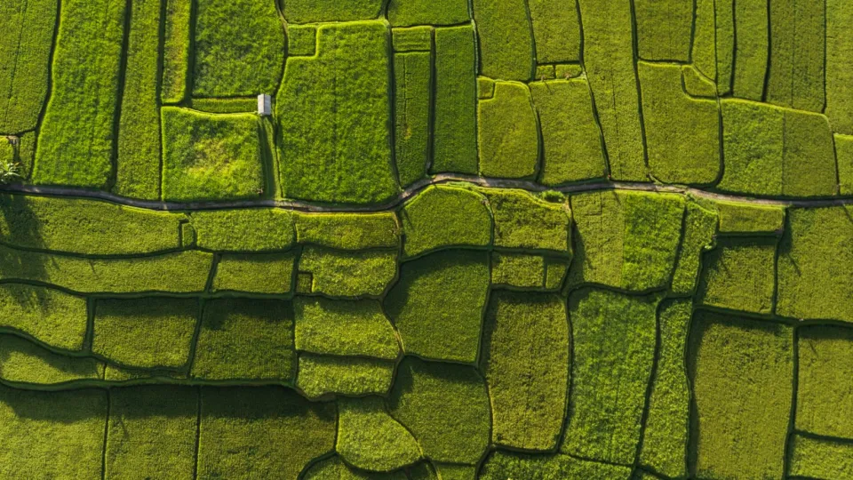 aerial-view-fields