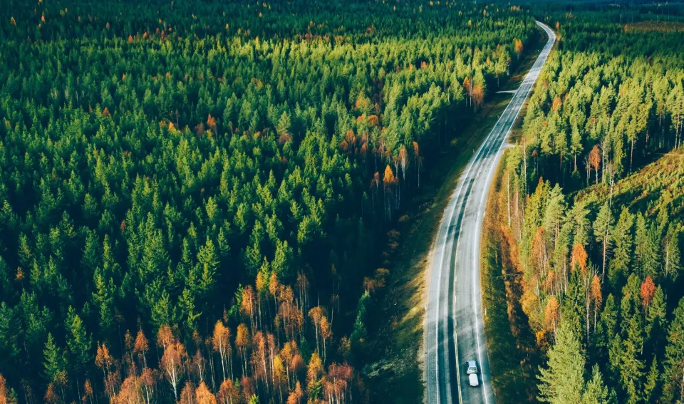 road-winding-through-trees