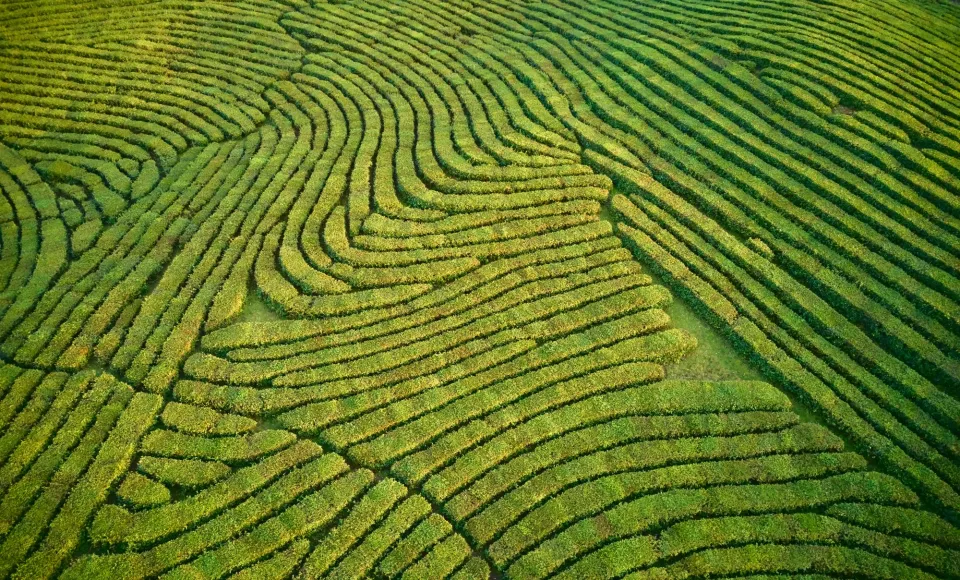 green-swirl-field