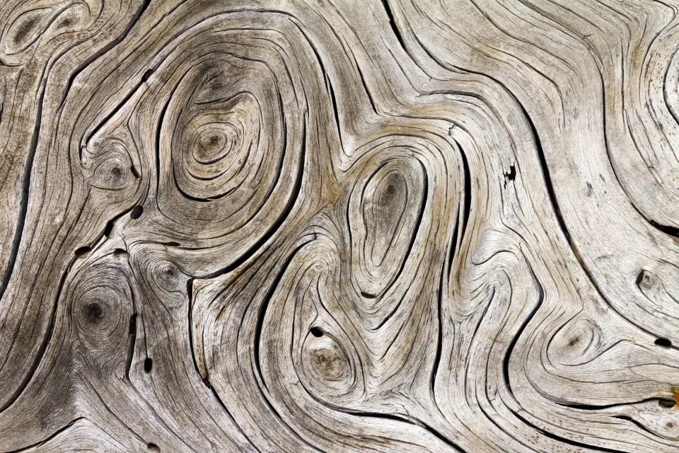 Close up of tree trunk