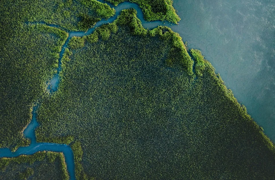aerial-view-forest-water