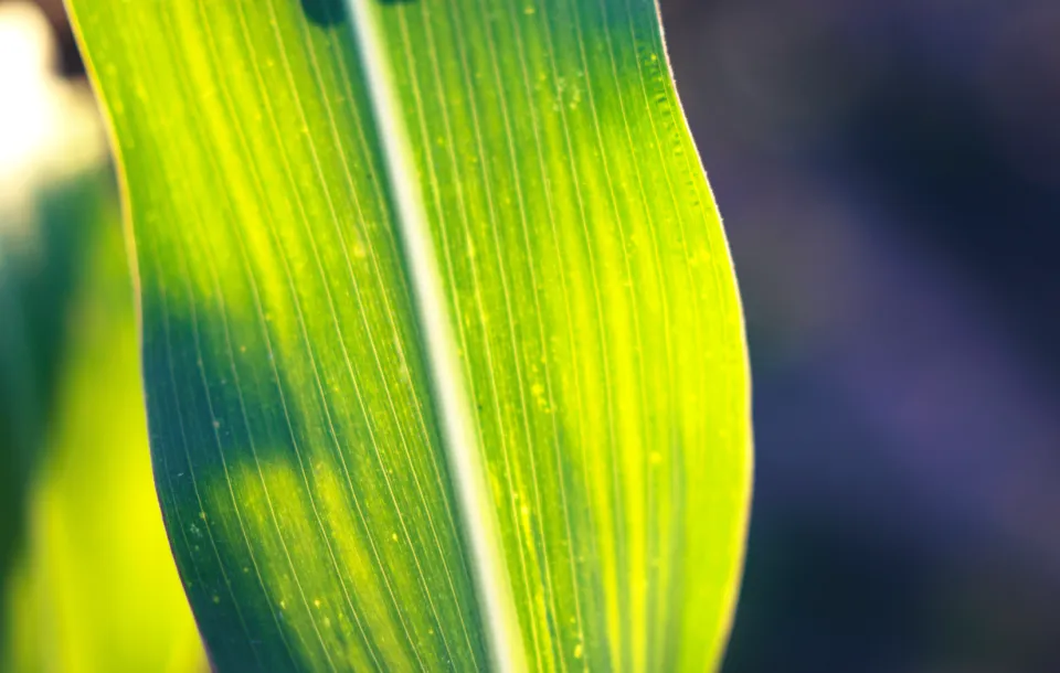 sunlit leaf