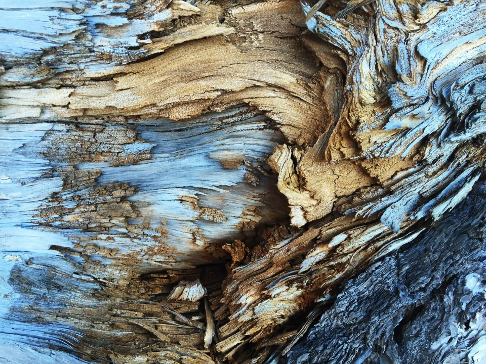wood