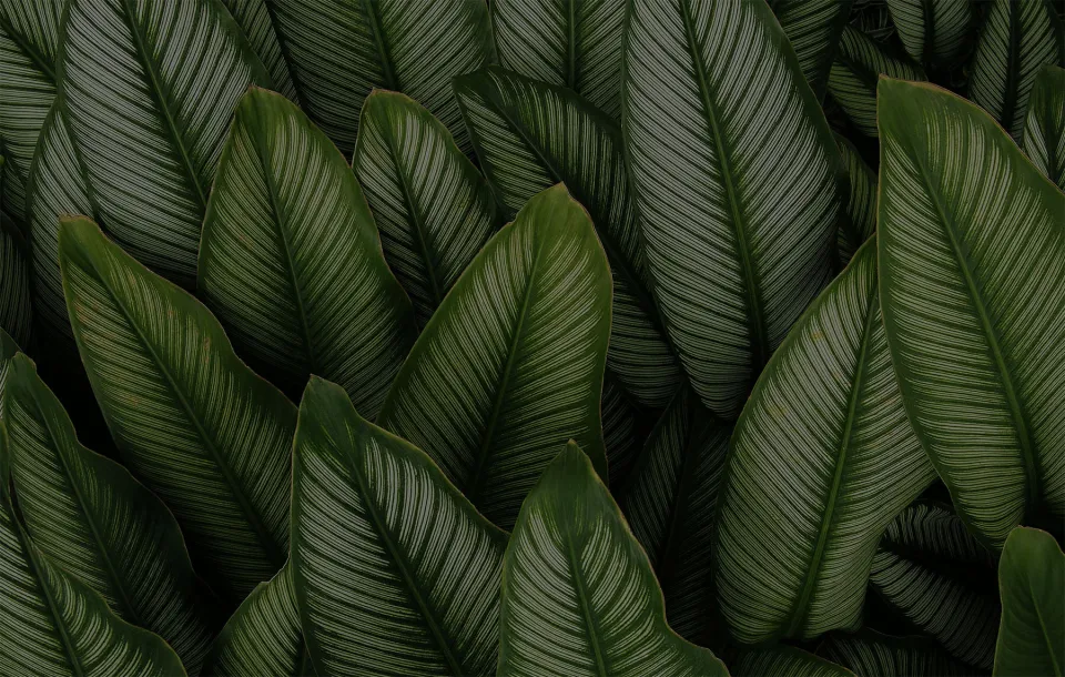 Leaves