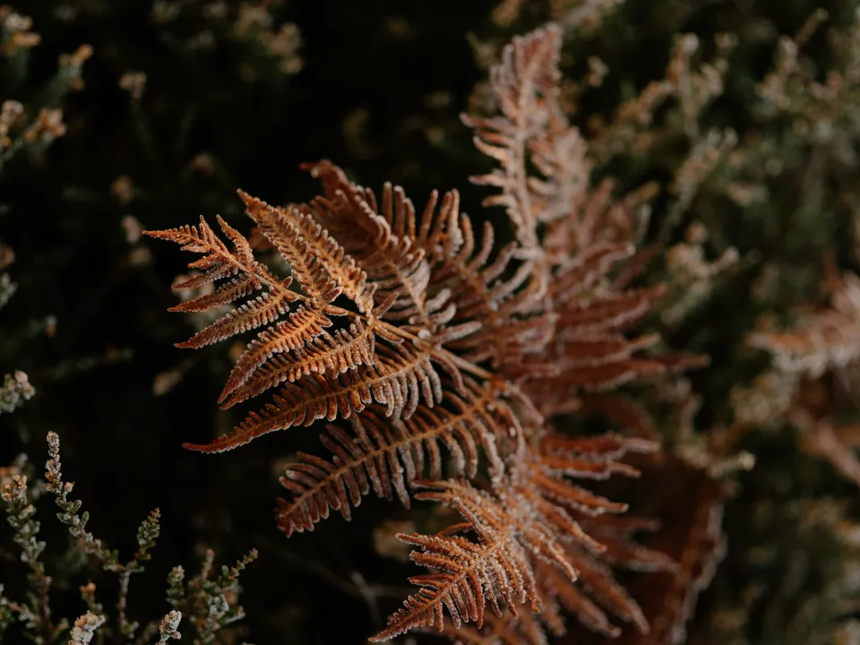 close up brown leaf