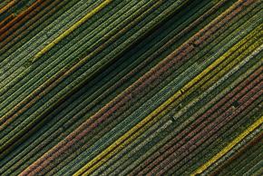 aerial-view-crops