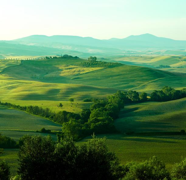 aerial view of forest