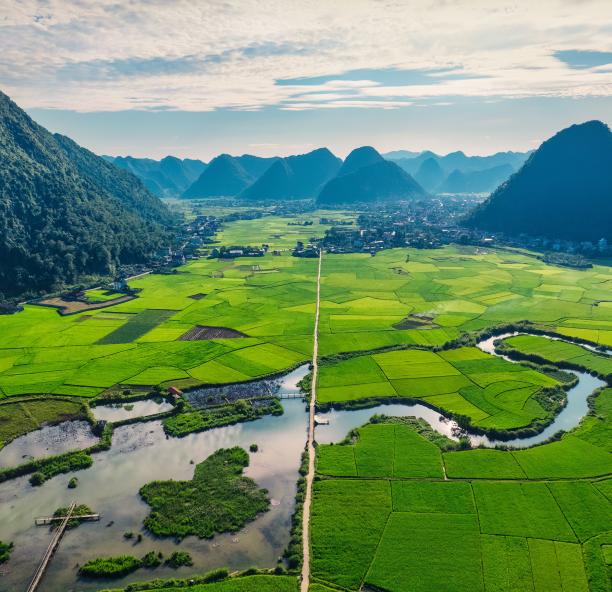 aerial view of forest