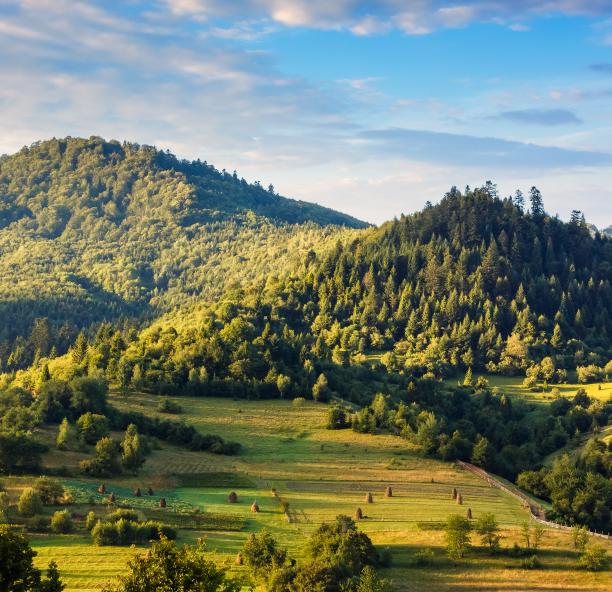 hill-with-trees