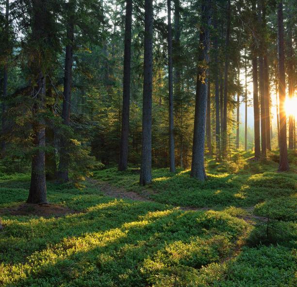 sunset through trees