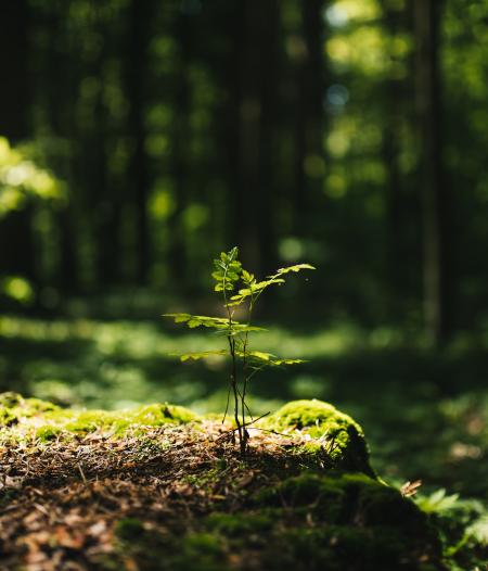 forest